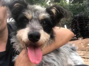 Cachorro raça SRD idade  nome Bob