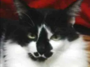 Gato raça SRD idade 6 ou mais anos nome Kamarao