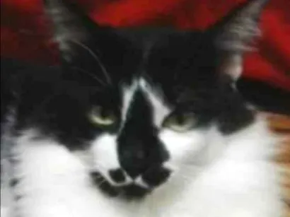 Gato raça SRD idade 6 ou mais anos nome Kamarao