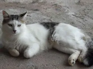 Gato raça Vira lata idade 1 ano nome Koda e Tom