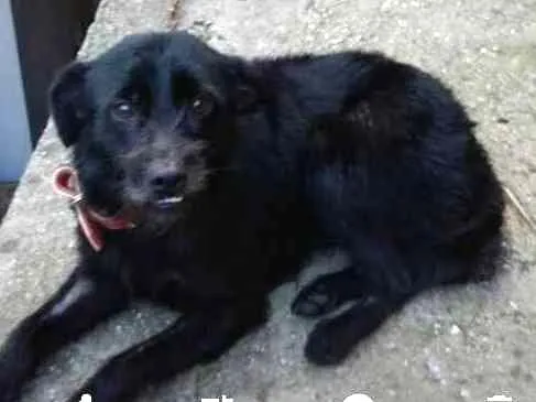 Cachorro ra a Vira lata idade  nome Tito