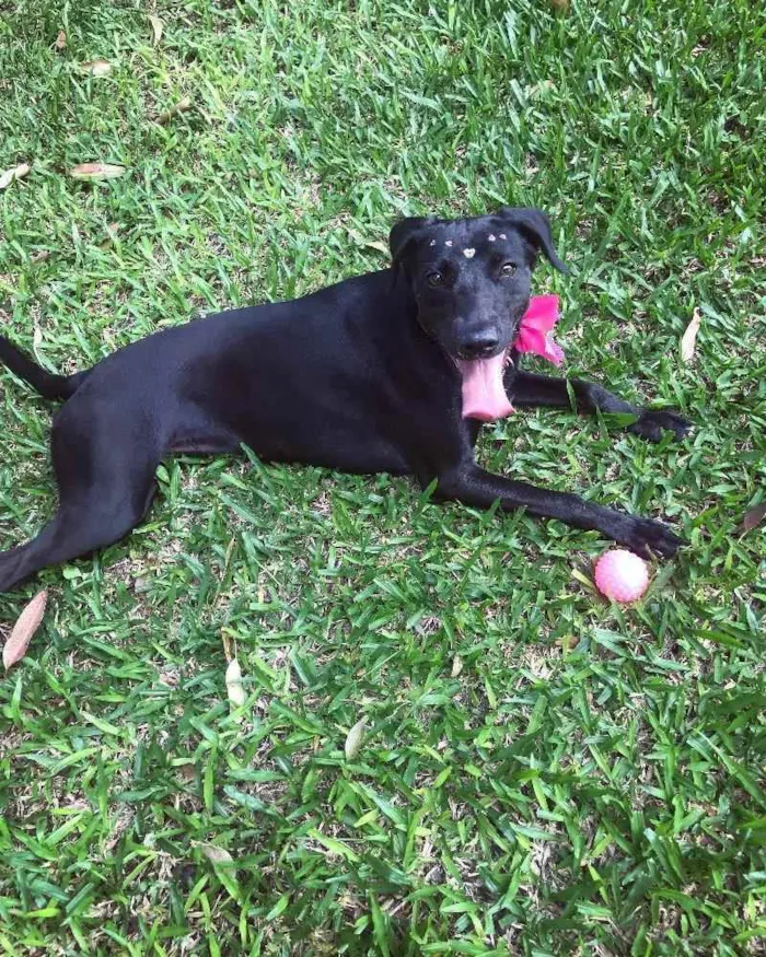 Cachorro raça SRD idade 1 ano nome Queen