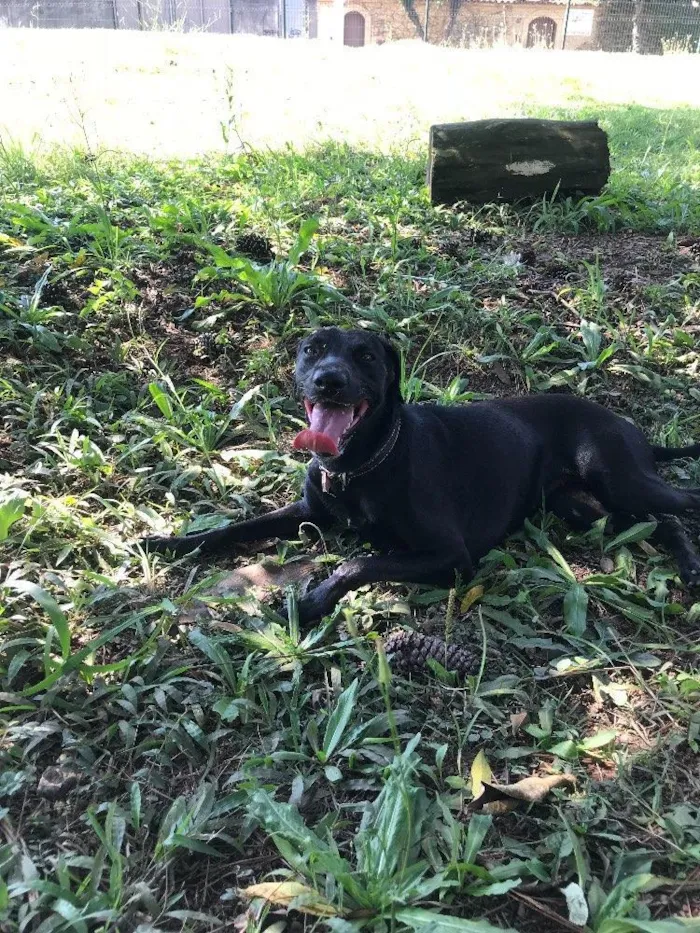 Cachorro raça SRD idade 1 ano nome Queen