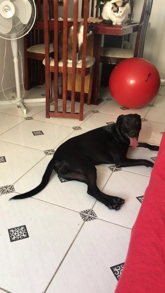 Cachorro raça SRD idade 1 ano nome Queen