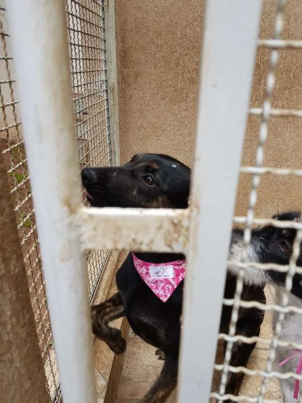 Cachorro ra a SRD idade 7 a 11 meses nome Pantera