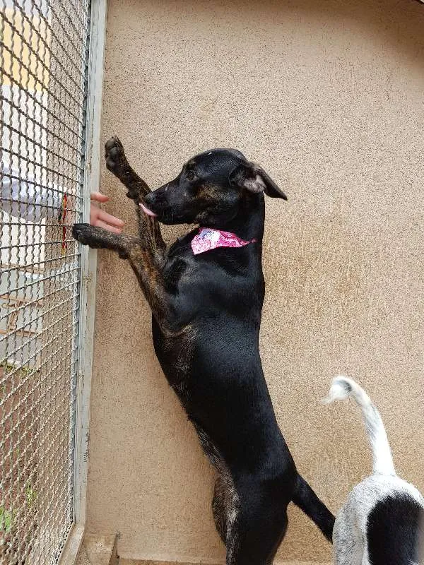 Cachorro ra a SRD idade 7 a 11 meses nome Pantera