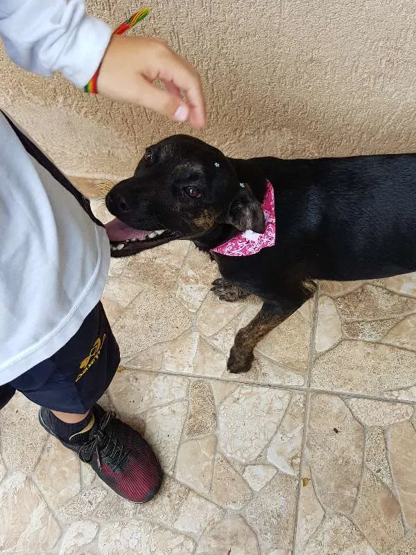 Cachorro ra a SRD idade 7 a 11 meses nome Pantera