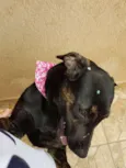 Pantera