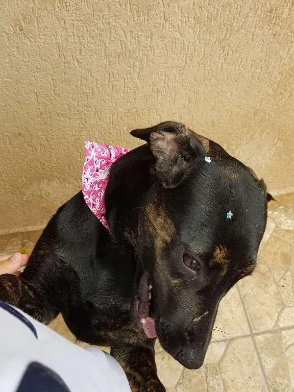Cachorro ra a SRD idade 7 a 11 meses nome Pantera