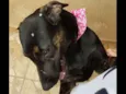 Pantera