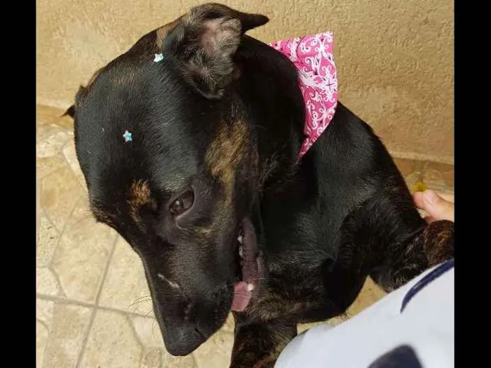 Cachorro ra a SRD idade 7 a 11 meses nome Pantera