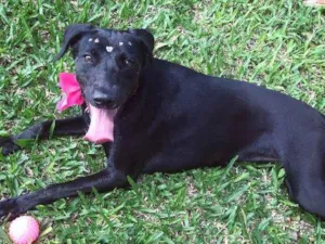 Cachorro raça SRD idade 1 ano nome Queen