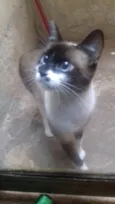 Marcelina
