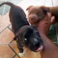 Mel e Pretinha