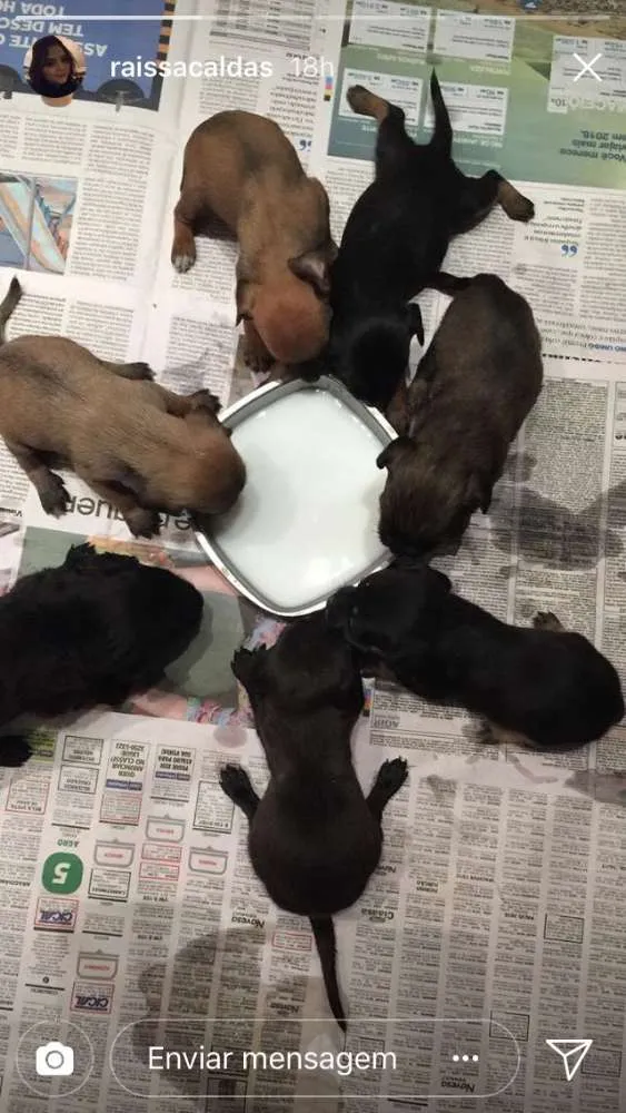 Cachorro ra a Indefinido idade 2 a 6 meses nome Filhotes