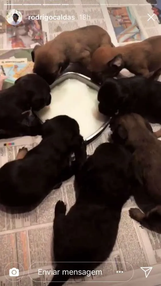 Cachorro ra a Indefinido idade 2 a 6 meses nome Filhotes