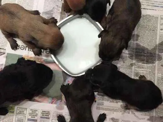 Cachorro ra a Indefinido idade 2 a 6 meses nome Filhotes