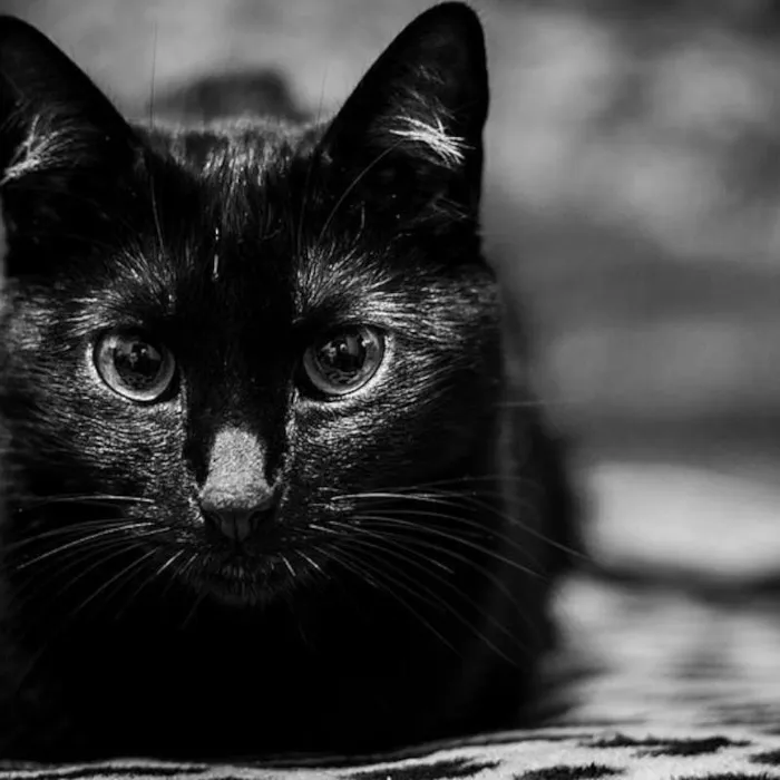Gato ra a SRD idade 3 anos nome Neguinha