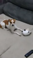 bob