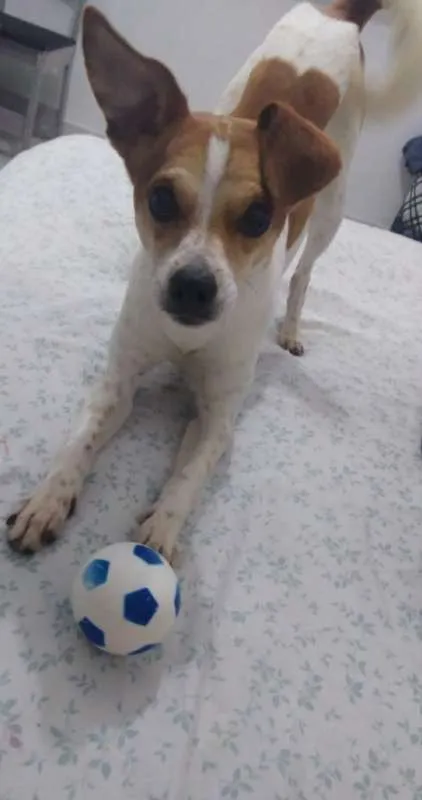 Cachorro ra a  idade 4 anos nome bob