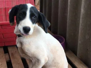 Cachorro raça Perdigueiro idade 2 a 6 meses nome Amora