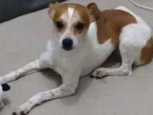 Cachorro raça  idade 4 anos nome bob