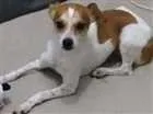 Cachorro raça  idade 4 anos nome bob
