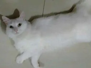 Gato raça Nenhuma idade 7 a 11 meses nome Linda