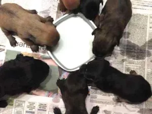 Cachorro raça Indefinido idade 2 a 6 meses nome Filhotes