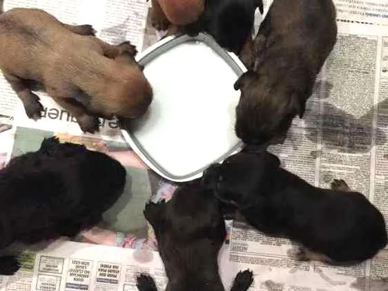 Cachorro ra a Indefinido idade 2 a 6 meses nome Filhotes