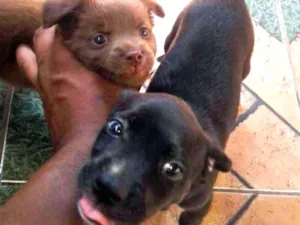 Cachorro raça SRD idade Abaixo de 2 meses nome Mel e Pretinha
