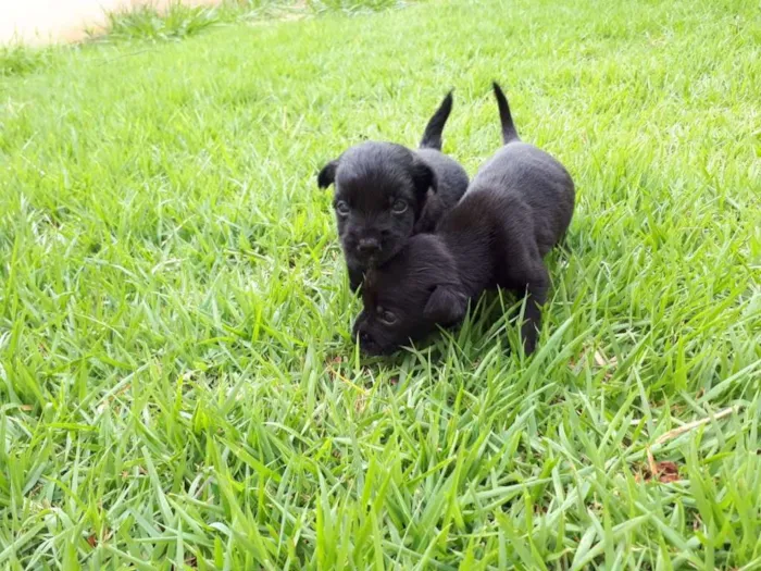 Cachorro ra a Vira Lata idade Abaixo de 2 meses nome sem nome