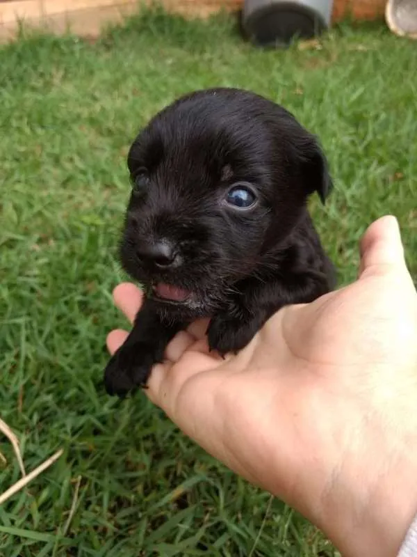 Cachorro ra a Vira Lata idade Abaixo de 2 meses nome sem nome