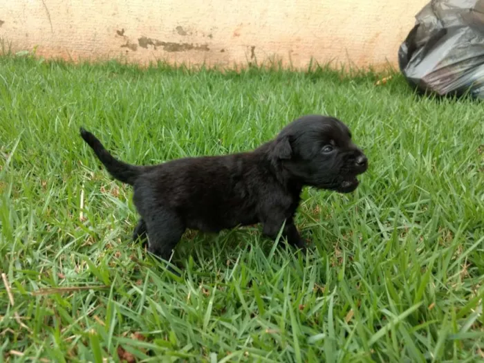 Cachorro ra a Vira Lata idade Abaixo de 2 meses nome sem nome