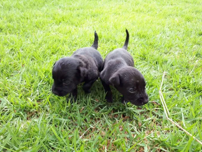 Cachorro ra a Vira Lata idade Abaixo de 2 meses nome sem nome