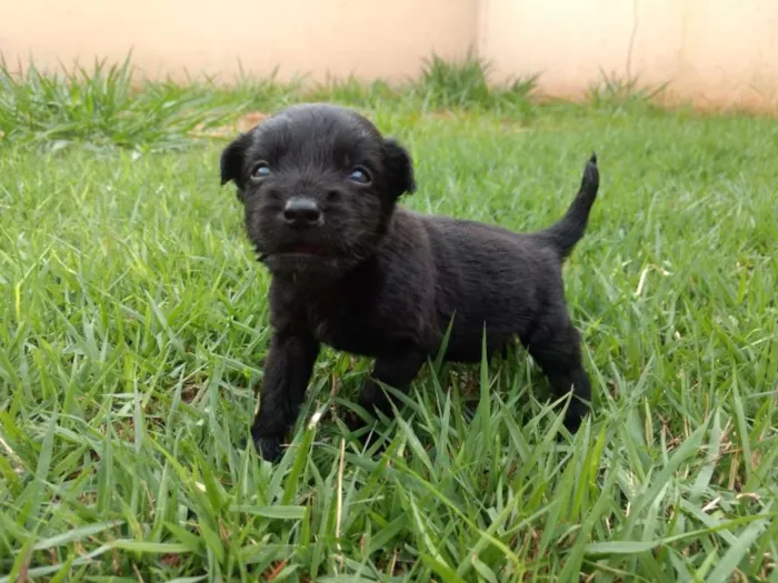 Cachorro ra a Vira Lata idade Abaixo de 2 meses nome sem nome