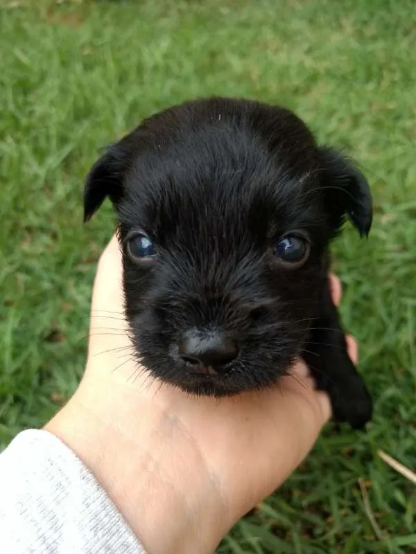 Cachorro ra a Vira Lata idade Abaixo de 2 meses nome sem nome