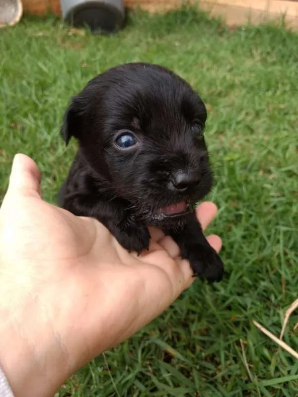 Cachorro ra a Vira Lata idade Abaixo de 2 meses nome sem nome