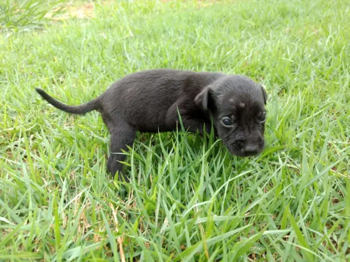 Cachorro ra a Vira Lata idade Abaixo de 2 meses nome sem nome