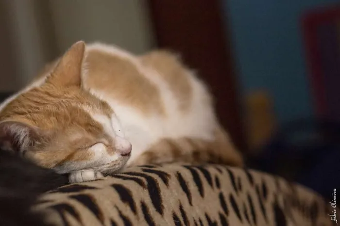 Gato ra a SRD idade 1 ano nome Piolho
