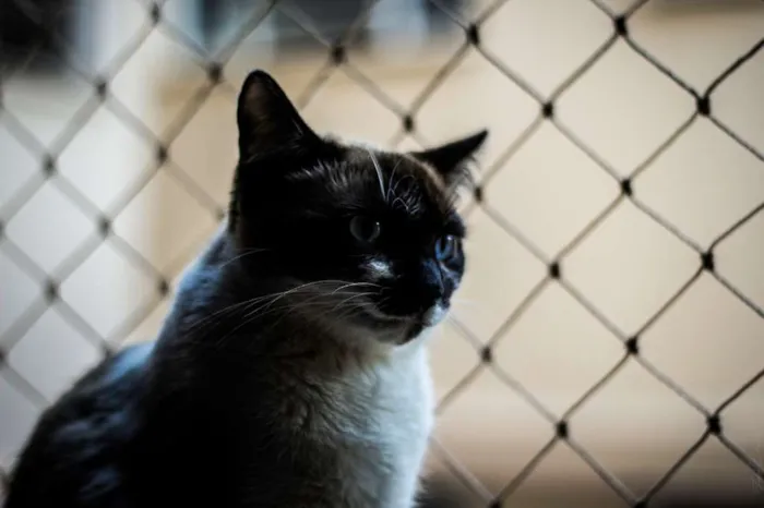 Gato ra a SRD idade 2 anos nome Salomé