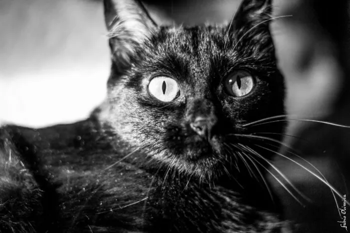 Gato ra a SRD idade 3 anos nome Neguinha