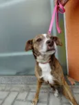 Lua