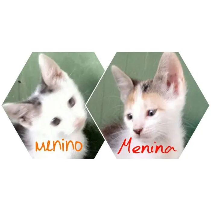 Gato raça SRD idade 2 a 6 meses nome Filhotes lindos