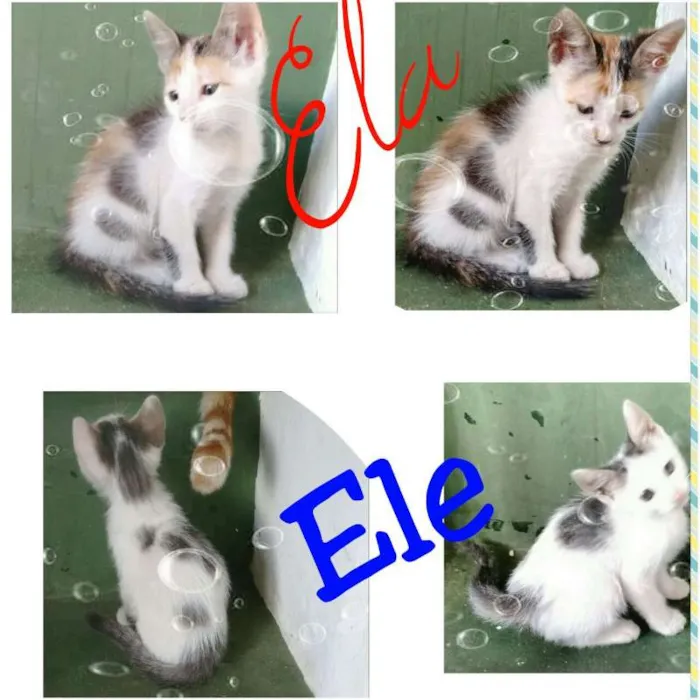 Gato raça SRD idade 2 a 6 meses nome Filhotes lindos