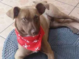 Cachorro raça SRD idade 7 a 11 meses nome LINDA