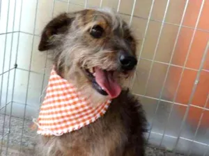 Cachorro raça SRD idade 3 anos nome Lua