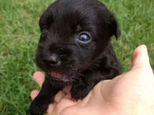 Cachorro raça Vira Lata idade Abaixo de 2 meses nome sem nome