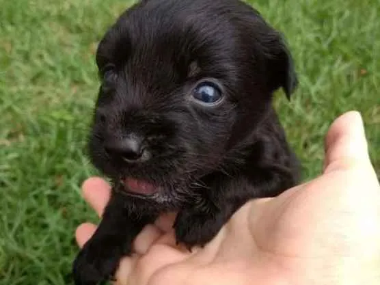 Cachorro ra a Vira Lata idade Abaixo de 2 meses nome sem nome