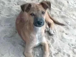 Cachorro raça vira lata idade 2 a 6 meses nome tissão